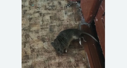 Дезинфекция от мышей в Малгобеке
